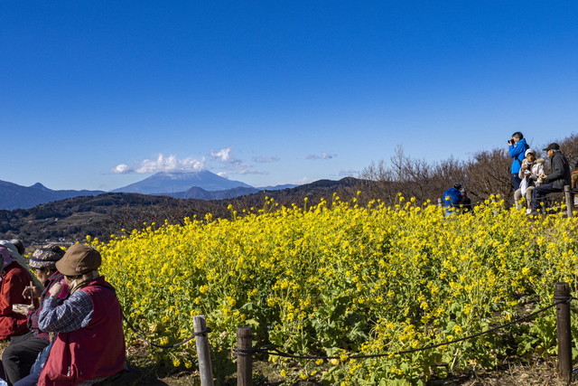 富士山と菜の花の写真を撮る人で賑わいます。