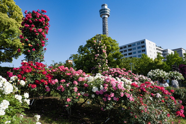 横浜マリンタワーとバラ