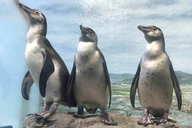 左からフンボルトペンギン「コウ」、「ソラ」、「ウメ」