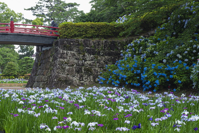 赤い橋と花菖蒲、紫陽花が良く調和しています。