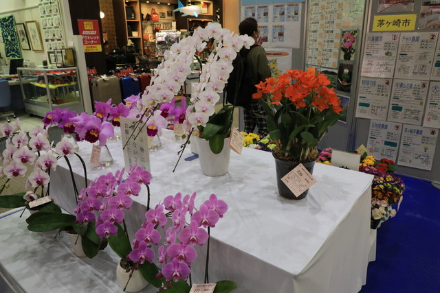 胡蝶蘭、カトレアなどが展示されていました。