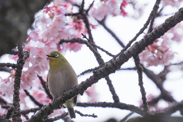  メジロが沢山蜜を吸いに訪れます。
