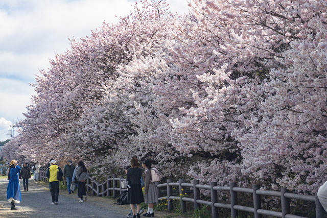 一ノ堰ハラネ　満開の桜が綺麗です。海外からの観光客が大勢いました。