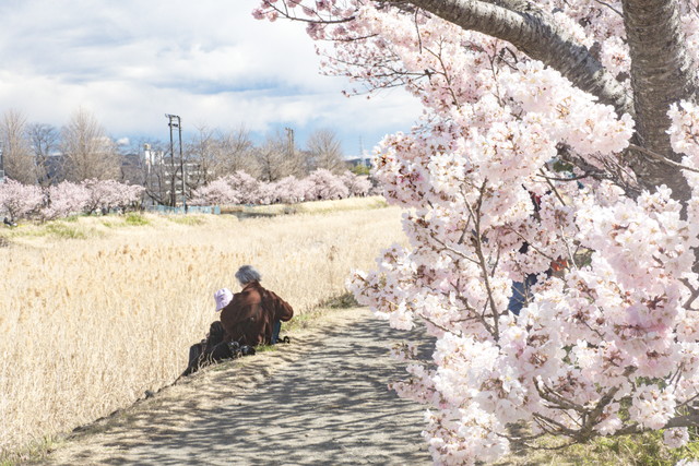 春木径の春めき桜　狩川の土手の両側に咲いています。