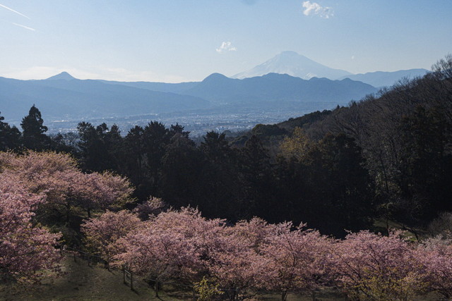 河津桜が見事に咲いていました。富士山も見えました。3月4日