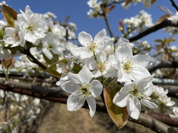 ナシの花