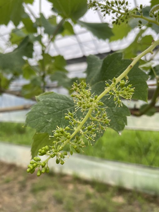 ブドウに花弁はなく粒々がめしべです